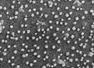 Alginate nano-carriers
