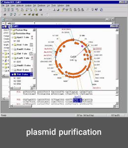 plasmid purification