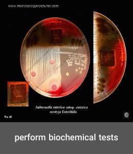 perform biochemical tests