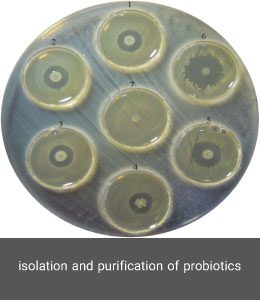 isolation and purification of probiotics