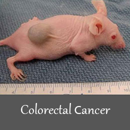 Colorectal-cancer-animal-model-1
