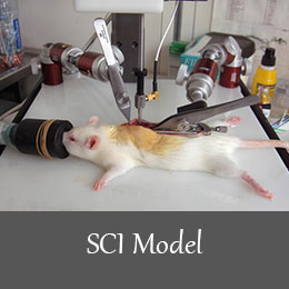 SCI-Model