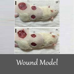 Wound-model