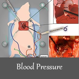 blood-pressure-animal-model-1