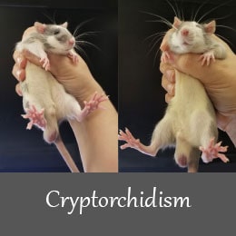 cryptorchidism-model