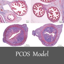 pcos-animal-models-1