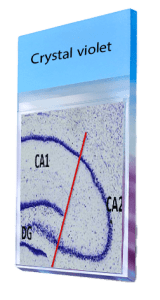 Crystal-violet
