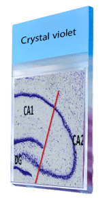 Crystal-violet